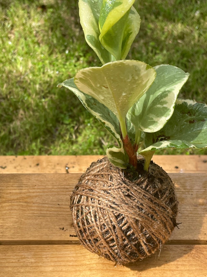 sale discontinued Kokedama Ball Peperomia (Rubber Plant