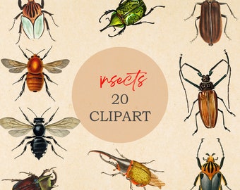 downloadable images stickers pack scrapbook paper,stickers vintage beetles bugs clip art,Insect leaf cliparts PNG