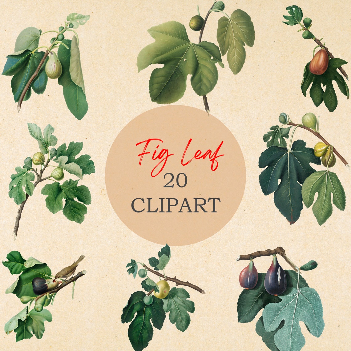 Fig Leaf Watercolor Clipart Fig Printable Botanical Fig Clip Etsy Canada