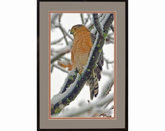 Cooper's Hawk Photograph: Limited Edition Fine Art Print
