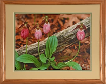 Pink Lady Slippers Photograph, Matted and Framed, Signed Limited Edition