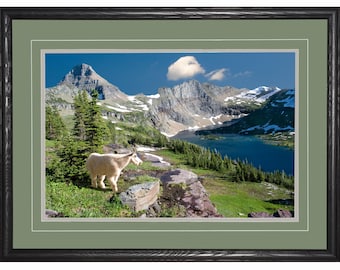 Mountain Goat at Hidden Lake, Glacier National Park, Montana print by David Fingerhut Photography