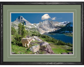 Mountain Goat at Hidden Lake, Glacier National Park, Montana.  Photograph by David Fingerhut, framed or unframed in a variety of sizes.