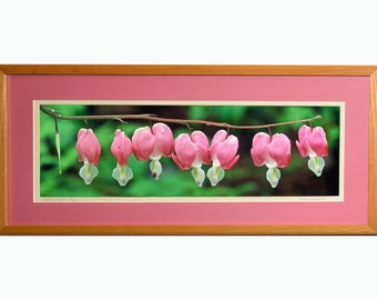 Bleeding Hearts Framed Photograph