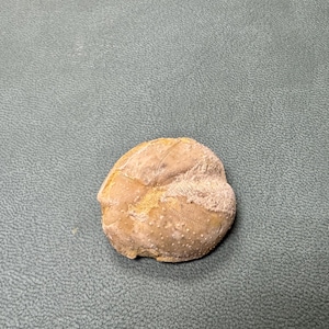 May include: A fossilized sea urchin, tan in color, with a textured surface and visible radial patterns. The fossil is oval-shaped and sits on a textured, gray surface. The fossil is a natural history item.