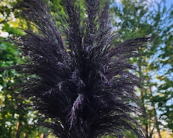 Pampas Grass