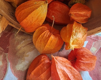 Chinese Lantern Pods (Physalis Alkekengi)