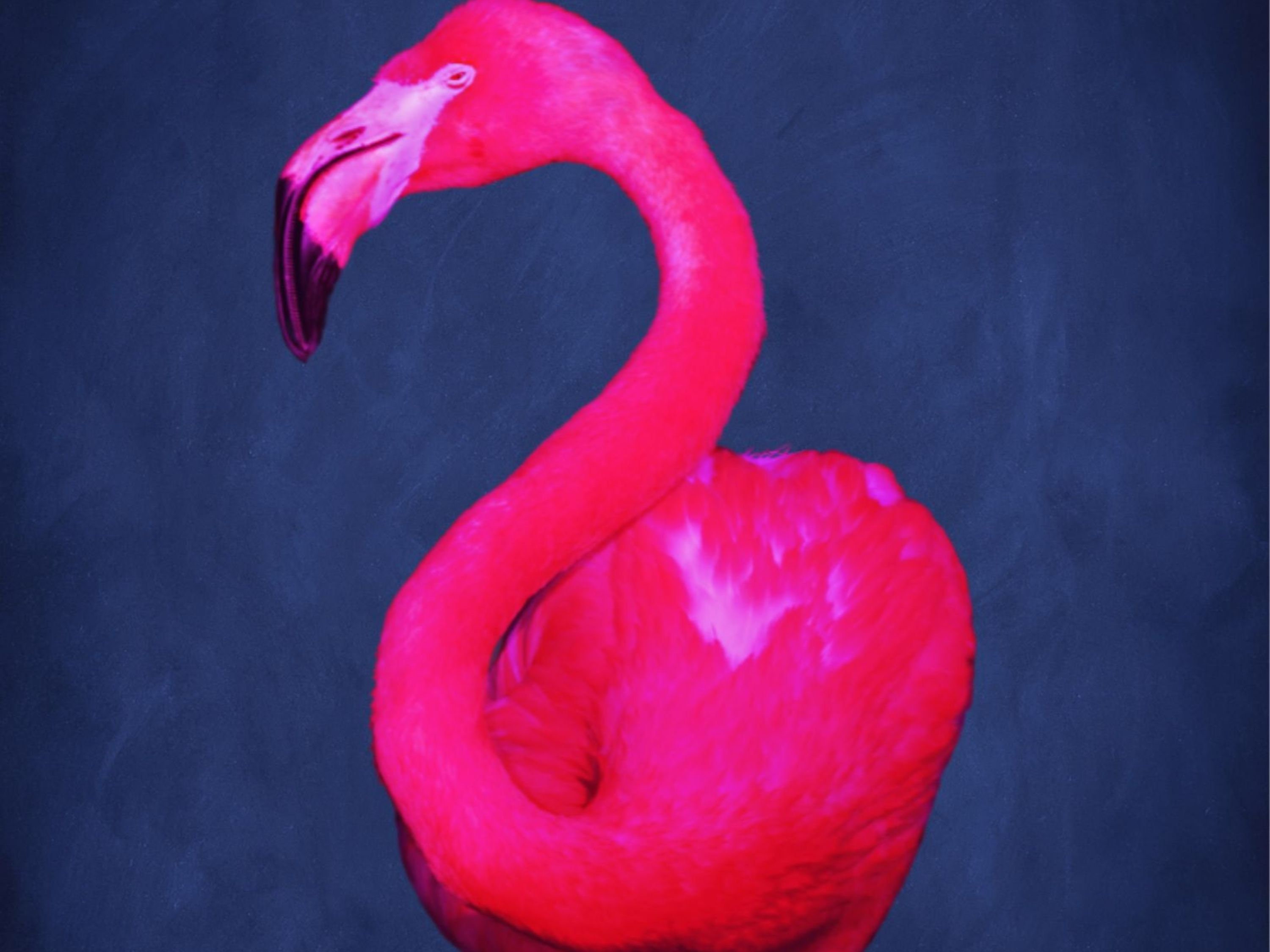 Indigo Bright Pink Flamingo Eclectic Blue Pink Room, Neon Decor, Wall Poster, Flamingo Art, Print - Decor, Wall Etsy Art Large Living Maximalist