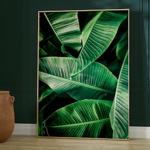 May include: A framed print of a close-up of large, green banana leaves. The leaves are arranged in a layered pattern, creating a sense of depth and texture.
