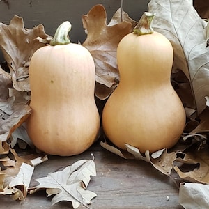 Baby Butternut &#39;Honeynut&#39; Squash Seeds Mini Butternut! 10 Seeds