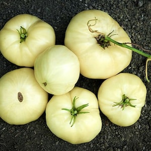 Heirloom Organic White Beefsteak Tomato