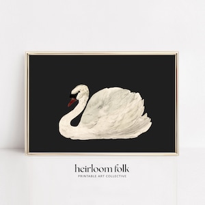 White Swan Black Background Vintage Painting Wall Decor | Heritage Art | PRINTABLE DIGITAL DOWNLOAD | HF601