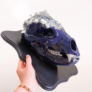 May include: A decorative animal skull painted in deep blue with silver accents and crystal embellishments. The skull is mounted on a black wooden plaque. The skull has a starry night design.