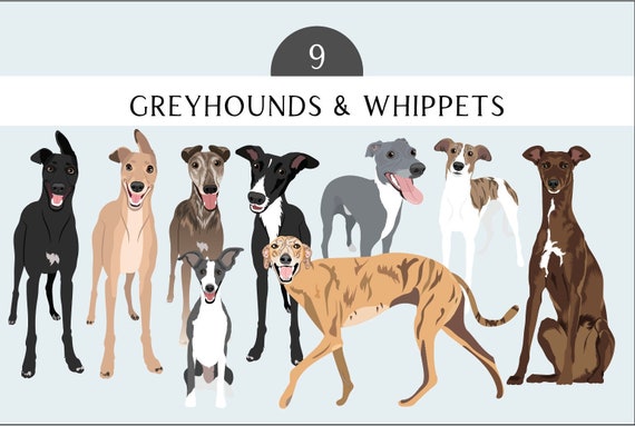 Greyhound Clip Art Whipped Clip Art - Dog Breed Editable Vector Pack - Greyhound Dog Vector Art Whippet Clip art  in EPS PNG SVG