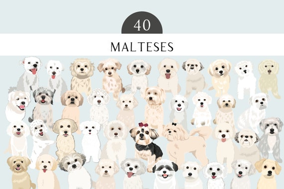 Maltese Clip Art - Dog Breed Editable Vector Pack - White Maltese - Maltese Mix Dogs -  Maltipoo - Morkie Vector Art in EPS PNG