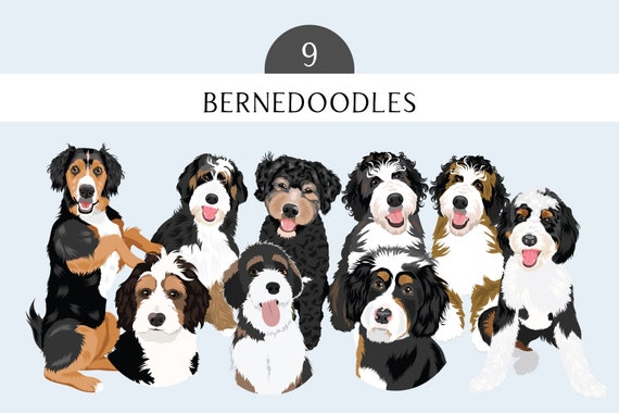 Bernedoodle Clip Art - Dog Breed Editable Vector Pack - Bernese Mountain Dog Poodle Mix Dog Vector Art in EPS PNG and JPEG format