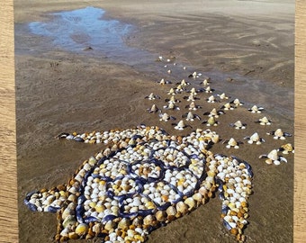 The Sea Turtle and hatchlings