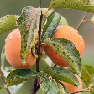Jiro Persimmons 5 Non rooted Fresh cuttings , Scion (Korolek, Non-Astringent)