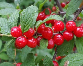 May include: Close-up of a branch with bright red cherries. The cherries are clustered together, with a glossy appearance. The leaves are green and textured, providing a contrast to the vibrant red fruit. The image is well-lit, highlighting the details.