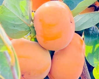 Four (4) Fuyu Persimmon Tree Unrooted Cuttings - 7 to 8 Inches - Etsy