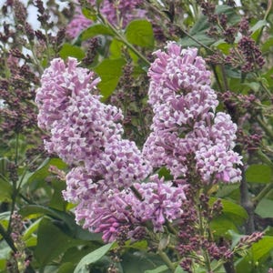 Lilac cuttings 7  cuttings