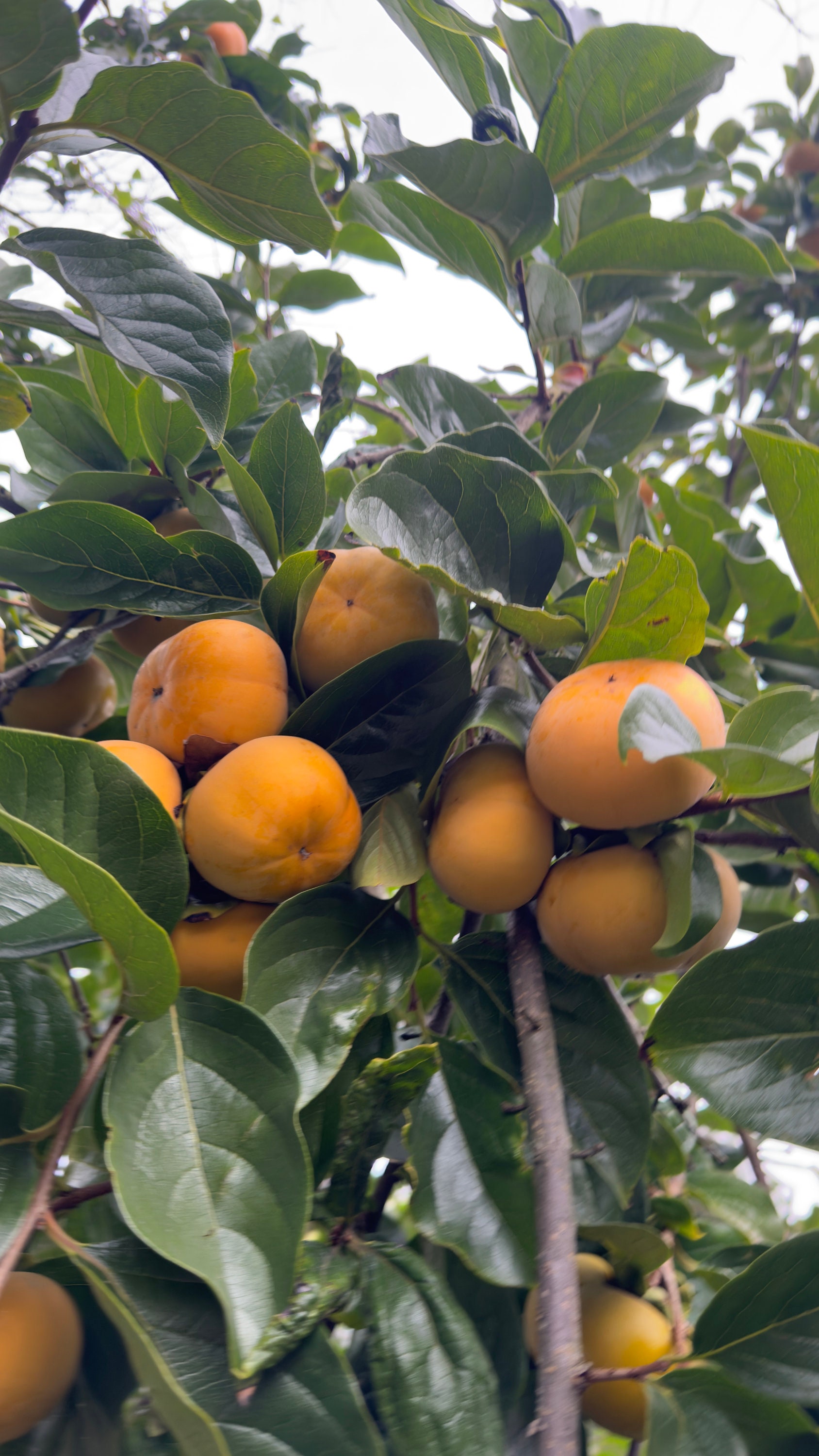 Jiro Persimmons 4 Cuttings korolek, Nonastringent Etsy
