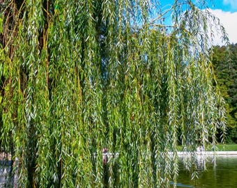Weeping Willow Cuttings – 11 Fresh Non-Rooted Salix babylonica Cuttings – Fast Growing Ornamental Tree