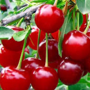 May include: A cluster of ripe, red cherries hanging from a tree branch. The cherries are a deep, glossy red with green stems and are surrounded by green leaves. The image is a close-up shot, highlighting the fruit's texture and color.