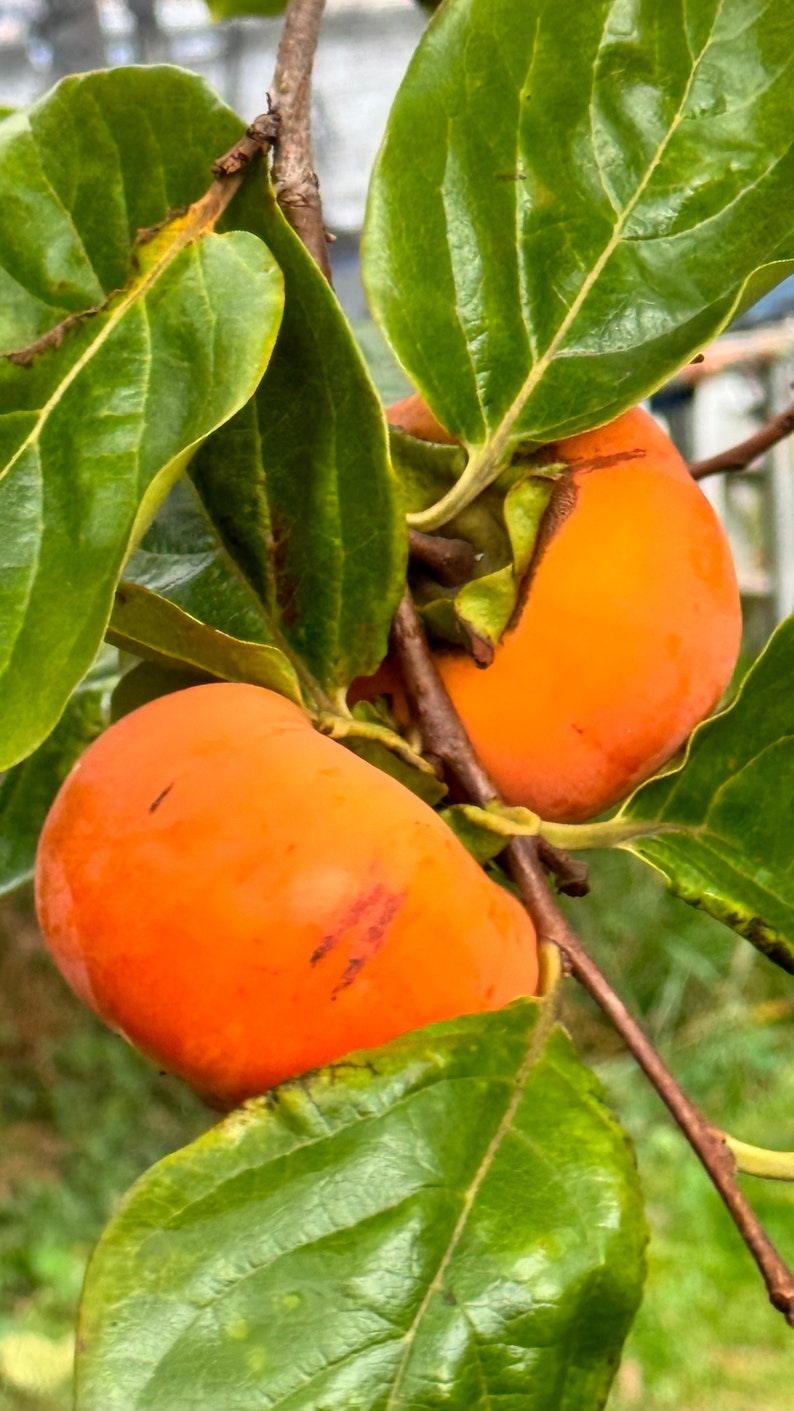 Jiro Persimmons 4 Cuttings korolek, Nonastringent Etsy