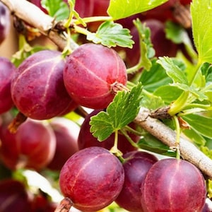 Red Gooseberry Non rooted 6 Fresh Green Cuttings for  propagation