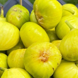 White Marseilles figs  6 Green fresh cuttings (Breba, Hardy )