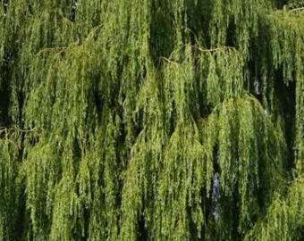 Weeping Willow Cuttings – 11 Fresh Non-Rooted Salix babylonica Cuttings – Fast Growing Ornamental Tree
