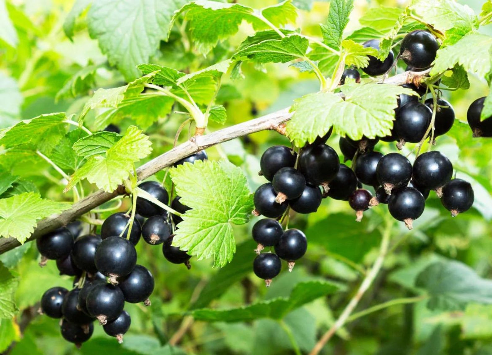 Consort Black Currant – 12 Non-Rooted 6–8 Inch Cuttings for Propagation