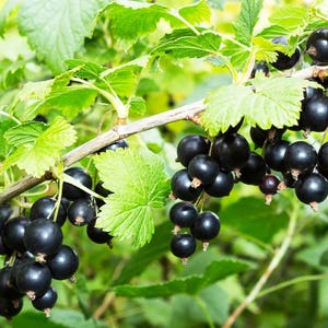 May include: A close-up of a branch of a black currant bush with ripe, dark purple berries. The berries are clustered together on the branch, and the leaves are green and lush.