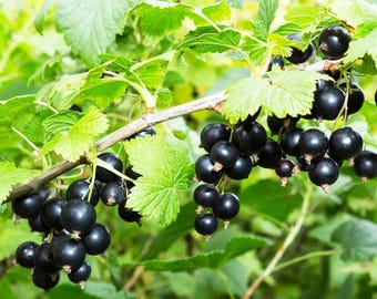 Consort Black Currant – 12 Non-Rooted 6–8 Inch Cuttings for Propagation