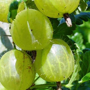 Gooseberry, Pixwell  6 Non rooted Fresh Cuttings for propagation