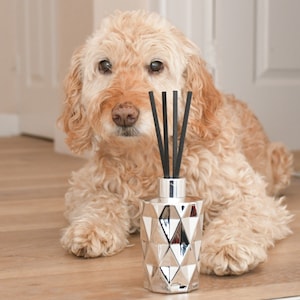 May include: A silver geometric diffuser bottle with black reeds. The bottle is in front of a light brown dog with curly fur, lying on a wooden floor. The diffuser is a home fragrance product.