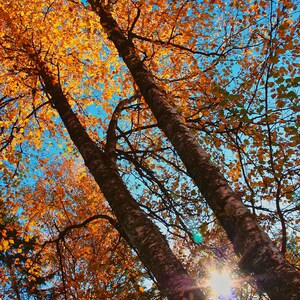 Autumn Trees, Clearwater, British Columbia, Canada, &quot;Twin Fall Birches&quot; Fine Art Photo, Matte Poster or Canvas Print