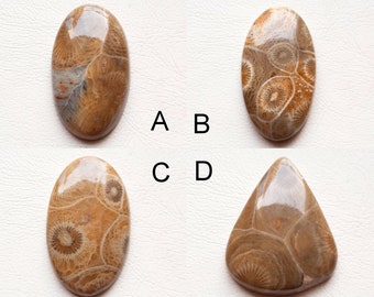 New Fossil Coral  Cabochon Loose Gemstone , Fossil Coral Cabochon For Jewelry Making, Pendant,  36553-36556