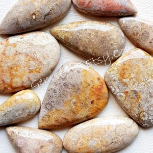 Natürliche Fossil Coral Cabochon Großhandel Lot nach Gewicht mit verschiedenen Formen und Größen für die Schmuckherstellung verwendet
