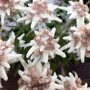 May include: Close-up of white Edelweiss flowers with brown centers. The flowers have a fuzzy texture and are arranged in a cluster.