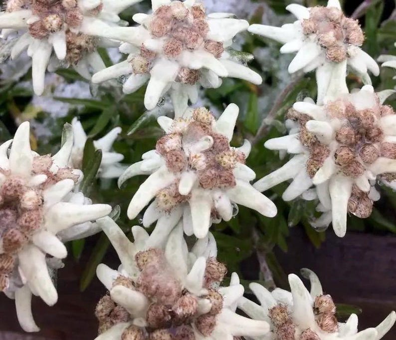May include: Close-up of white Edelweiss flowers with brown centers. The flowers have a fuzzy texture and are arranged in a cluster.