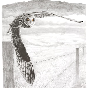 Pueo Hawaiian Owl, Bird Print Wall Art Giclee, 11x14” or 18x24”