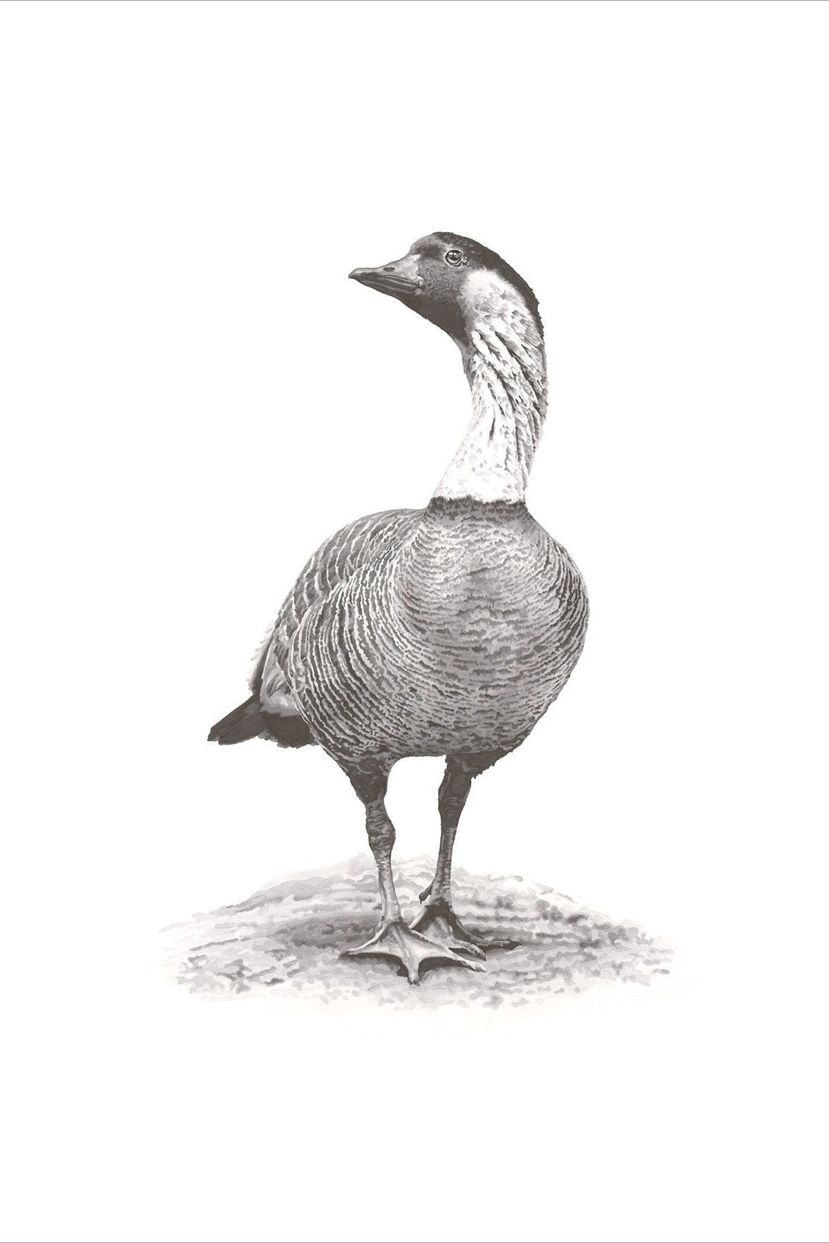 Nene, Hawaiian Goose, Bird Art Wall Art Giclee, 11x14” and 18x24” - Etsy