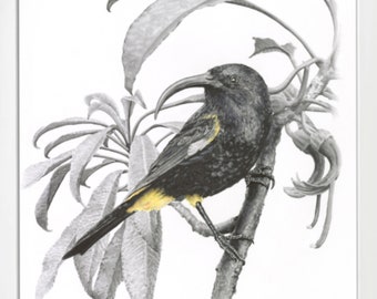 Mamo d'Hawaï, art mural éteint Honeycreeper, impression d'art giclée 11 x 14, décoration hawaïenne