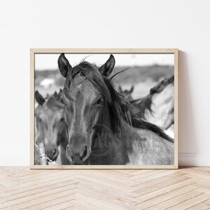Horse Print, Black and White Horse Photography, Horse Print Wall Art,  Wild Horse Photo, Wilderness Print, Horse Herd, Grulla Horse, Western