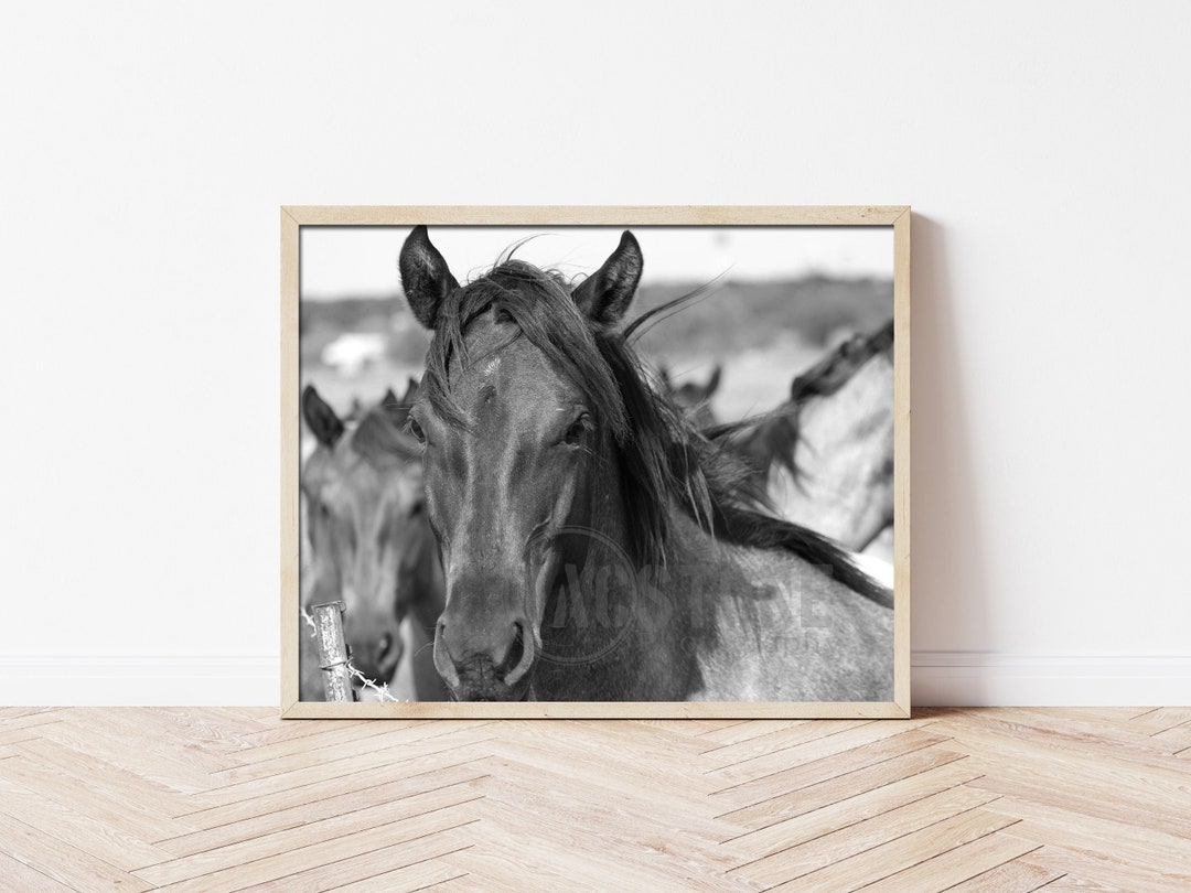 Horse Print, Black and White Horse Photography, Horse Print Wall Art