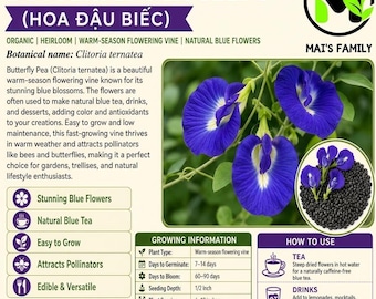 Butterfly Pea Seeds, Clitoria ternatea, Hoa Đậu Biếc, Organic Blue Flower Vine Seeds