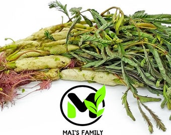 Puede incluir: Un manojo de verduras de hoja verde con tallos largos y delgados y raíces rosadas. Las verduras están dispuestas en una pila sobre un fondo blanco. El texto "MAI'S FAMILY" es visible en el centro inferior de la imagen.