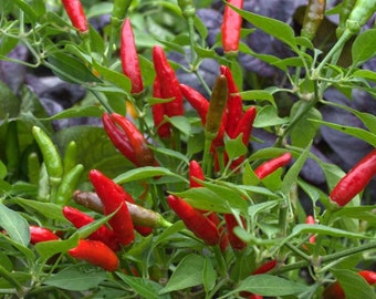 Thailand bird's eye chili pepper seeds Hot Pepper Seeds